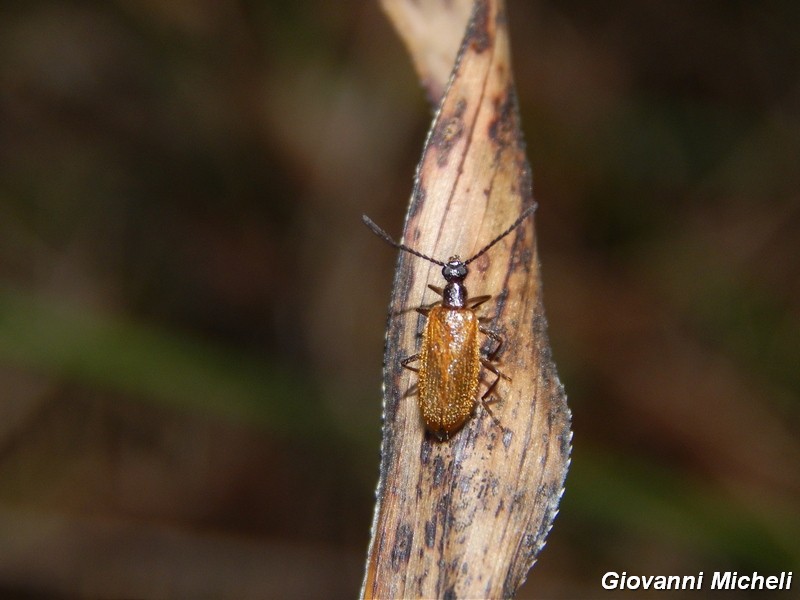 Serie di Tenebrionidae del Parco del Ticino